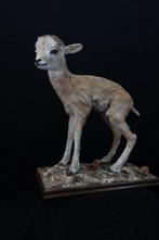 Juvenile Mouflon Full Body Mount Taxidermie wandmontage -, Verzamelen, Dierenverzamelingen, Nieuw