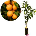 Citrus sinensis Navelina, Verzenden, Volle zon