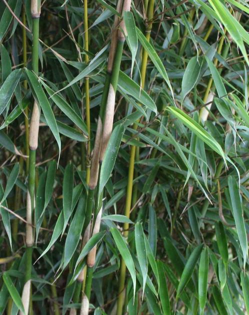 Fargesia Robusta Campbell | niet woekerende Bamboe kopen, Tuin en Terras, Planten | Struiken en Hagen, Bamboe, Haag, Ophalen