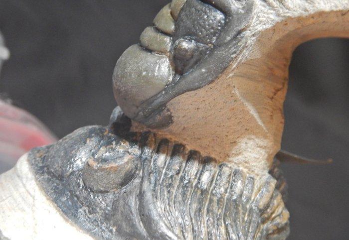 Trilobiet - Fossiel skelet - Crotalocephalus gibbus - 15 cm, Verzamelen, Mineralen en Fossielen