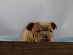 Old English Bulldog pups! Type Classic. Mogen direct mee!, Parvo, Nederland, 8 tot 15 weken, Bulldog