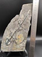 Groot formaat - Gefossiliseerd dier - salamander - 23 cm -