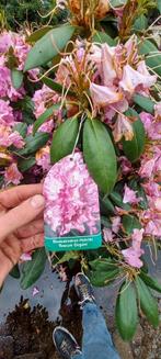 Rhododendron Roseum Elegans 90-100cm XXL, Tuin en Terras, Planten | Bomen, Ophalen