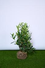 Laurier - Prunus Herbergii - Haagplanten 60 t/m 200cm, Ophalen of Verzenden, Laurier, Struik, Minder dan 100 cm