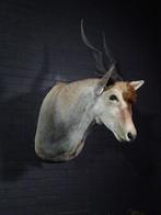 Large Safari head-mount Taxidermie wandmontage - Eland -