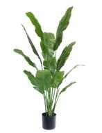 Kunstplant Strelitzia Nicolai Deluxe | 165 cm, Ophalen, Nieuw