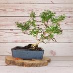 Mirte bonsai (Myrtus communis) - 25×30 cm - Spanje