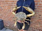 Beeld, Bronze XXL Batik Crab 38cm - Indonesia - 28 cm -