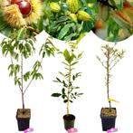 Carya illinoinensis + pot 19cm, Tuin en Terras, Verzenden, Volle zon