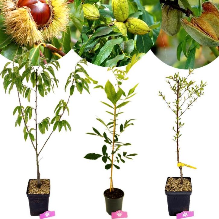 Carya illinoinensis + pot 19cm, Tuin en Terras, Planten | Fruitbomen, Volle zon, Verzenden