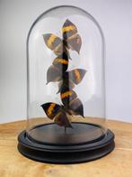 Vlinder Taxidermie volledige montage - Kalima inachus - 25, Nieuw