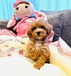 Maltipoo pups kunnen vanaf donderdag verhuizen, Dieren en Toebehoren, Parvo, Overige rassen, 8 tot 15 weken, Meerdere