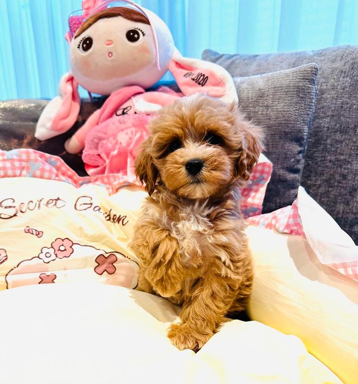 Maltipoo pups kunnen vanaf donderdag verhuizen, Dieren en Toebehoren, Honden | Chihuahua's en Gezelschapshonden, Meerdere, Meerdere dieren