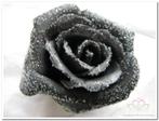 foam Rose Emilia 6cm. snow Black Doos 42 voordeelpak, Ophalen of Verzenden, Nieuw