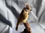 Kuifarend Taxidermie volledige montage - Lophophanes, Nieuw
