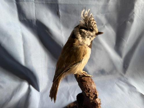 Kuifarend Taxidermie volledige montage - Lophophanes, Verzamelen, Dierenverzamelingen