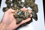 Grote partij van 20 stuks Indonesisch (Sumatraans) ruwe