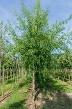 Acer saccharum hoogstam, Tuin en Terras, Planten | Tuinplanten