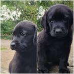 te reserveren prachtige LABRADOR PUPS, Dieren en Toebehoren, Parvo, Nederland, 8 tot 15 weken, Labrador retriever