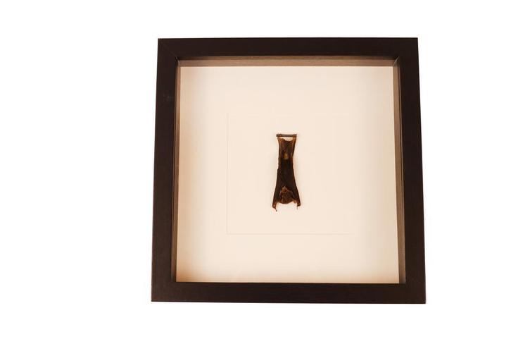 Hangende Vleermuis in Zwarte Lijst, Verzamelen, Dierenverzamelingen, Opgezet dier, Nieuw, Wild dier, Ophalen of Verzenden