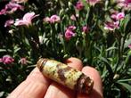 OUD DZI Groene Tara (38mm) - Gezegend door monnik +