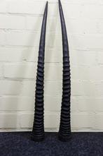 Gemsbok Hoorns - Oryx gazella - 3 cm - 3 cm - 81 cm-, Verzamelen, Dierenverzamelingen, Nieuw