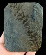 Fossiele plant met uitzonderlijke conservering!! - Cola de, Verzamelen