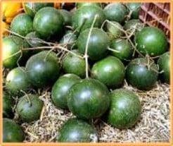 Cannon Ball Lagenaria fleskalebas 250 zaden, Hobby en Vrije tijd, Knutselen, Nieuw, Ophalen of Verzenden