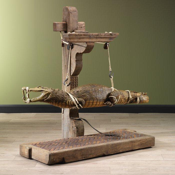 Krokodil Taxidermie volledige montage - Crocodilia - 125 cm, Verzamelen, Dierenverzamelingen