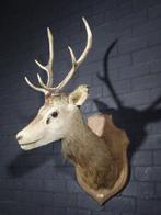 Large Red Stag - head-mount on shield - Taxidermie, Nieuw