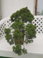 Jeneverbes bonsai (Juniperus) - Hoogte (boom): 40 cm -