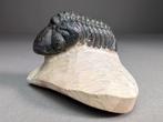 Trilobiet - Gefossiliseerd dier - Reedops cephalotes - 9 cm, Verzamelen, Mineralen en Fossielen