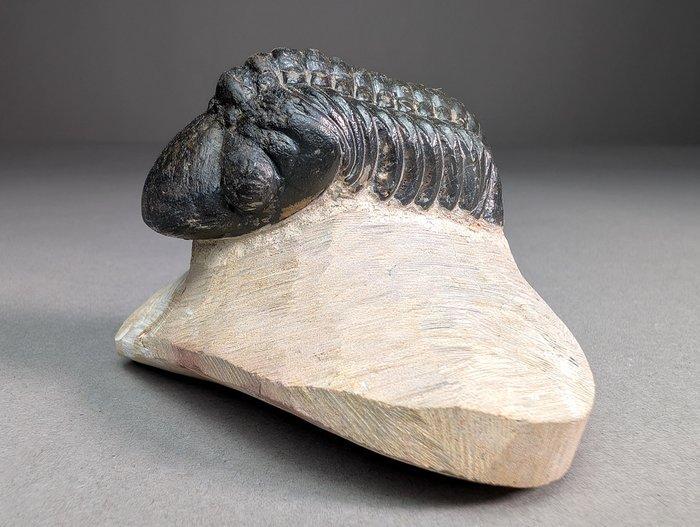 Trilobiet - Gefossiliseerd dier - Reedops cephalotes - 9 cm, Verzamelen, Mineralen en Fossielen