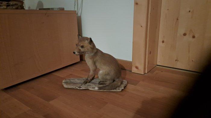 Rode vos Taxidermie volledige montage - Fox jung fuchs Joung, Verzamelen, Dierenverzamelingen