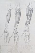 Italian school - Anatomical Study Drawing – Pen, Ink and