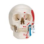 Anatomie model schedel met spieren, 3-delig, Nieuw