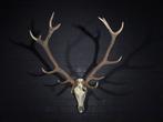 Large Red Stag Trophy Schedel - Cervus elaphus - 69 cm - 125, Nieuw