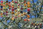Fruitbomen diversen vormen en groot sortiment goede soorten, Lente, Volle zon, 100 tot 250 cm, Ophalen of Verzenden