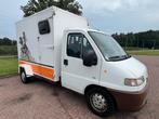 Leuke Peugeot instap paardenwagen!, Ophalen, Zo goed als nieuw, 2-paards trailer