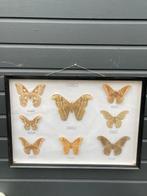 Vlinder Taxidermie volledige montage - Attacus atlas - 53 cm, Nieuw