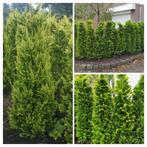 Coniferen Thuja Brabant Smaragd en div soorten, Tuin en Terras, Planten | Struiken en Hagen, Ophalen of Verzenden, Conifeer, Haag