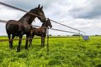 Afrastering, schrikdraad, schrikdraadapparaat Gallagher, Dieren en Toebehoren, Weidegang