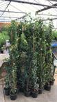 Hedera hibernica Klimop 200/250 cm 3 t/m 9 planten in pot