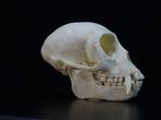 Vervet Monkey Skull - Bot - Chlorocebus pygerythrus - 0 cm -, Nieuw