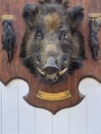 Wild zwijn Taxidermie wandmontage - Sus scrofa - Pièce de, Nieuw