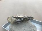 Krab - Gefossiliseerd dier - Zanthopsis dufouri - 12 cm - 9