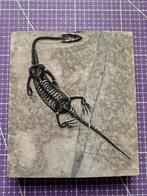 Fossiele reptiel: Keichousaurus -Trias - Gefossiliseerd dier