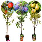 fruitbomen Appel Pruim Peer + Pot 23cm 3 stuks, Tuin en Terras, Planten | Fruitbomen, Volle zon, Verzenden