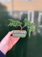 Jeneverbes bonsai (Juniperus) - Hoogte (boom): 12 cm -