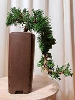 Jeneverbes bonsai (Juniperus) - Hoogte (boom): 13 cm -